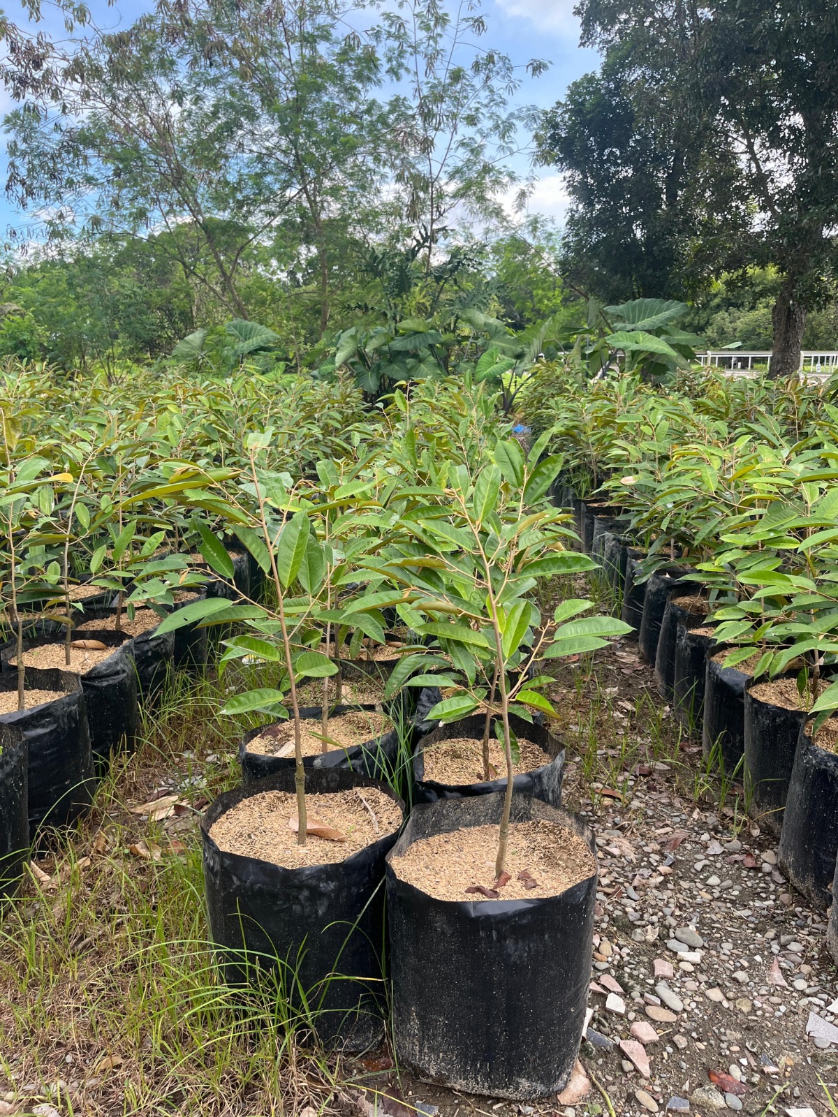 Penangkaran & Pembibitan Unggul